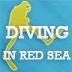 diving in red sea