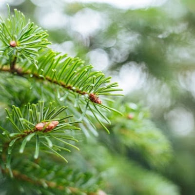 Cam Yesili