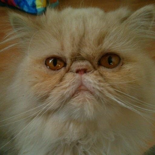 Margarita Rebelmouse