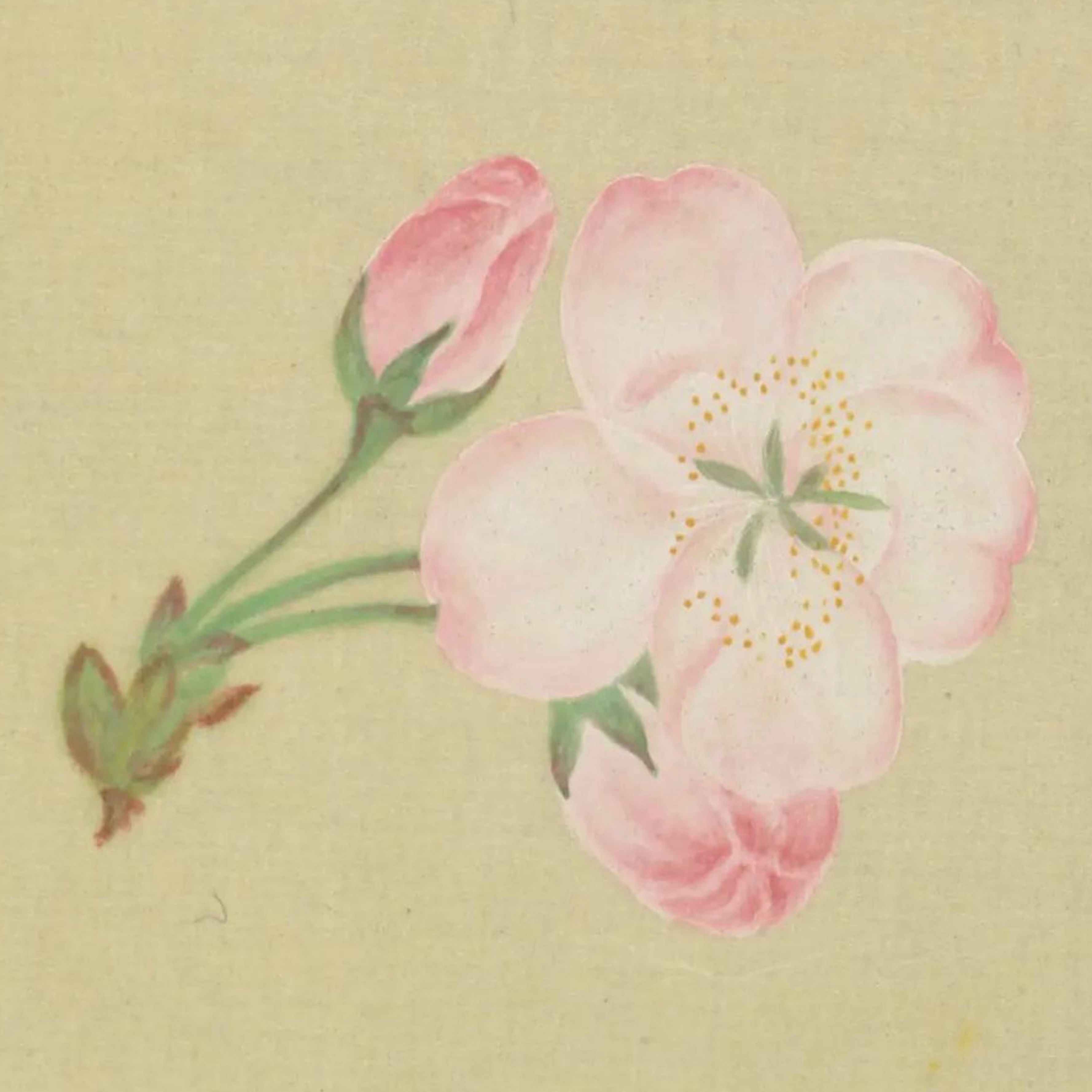 WORK SAKURA