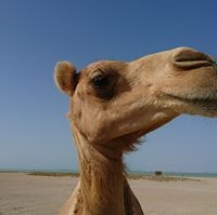 Thomas Edouard Marcel