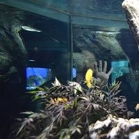 ⵎⵓⵄⴰⴷ ⵎⵓⵄⴰⴷ