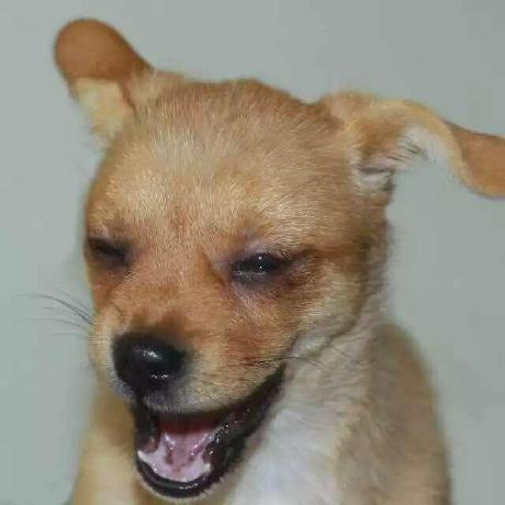 puppypi