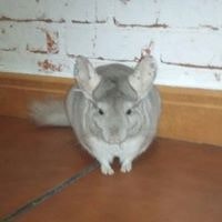 Angel Palomo Vallejo