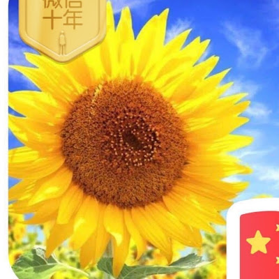 HONGBIAO LUO