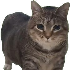 Cat Hub