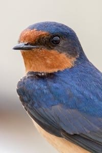 Mavourneen Strozewski