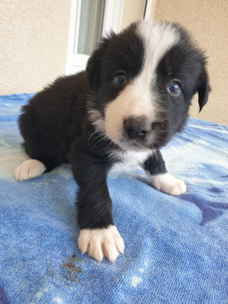 Matteo