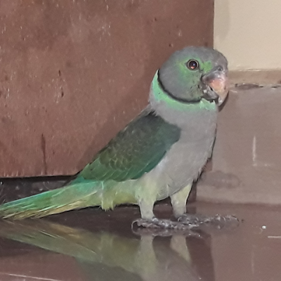 Nikhil Savant