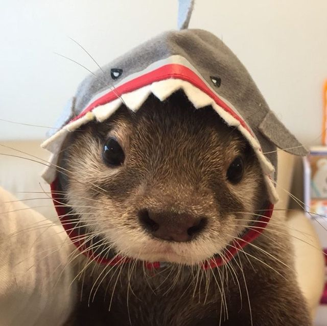 otterbtw_