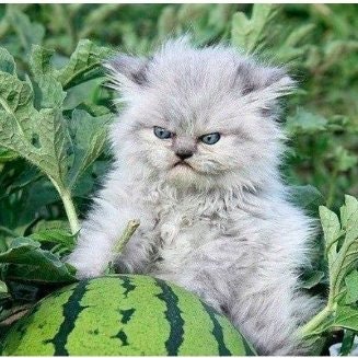 🌹Greywolf Blitzer🌹