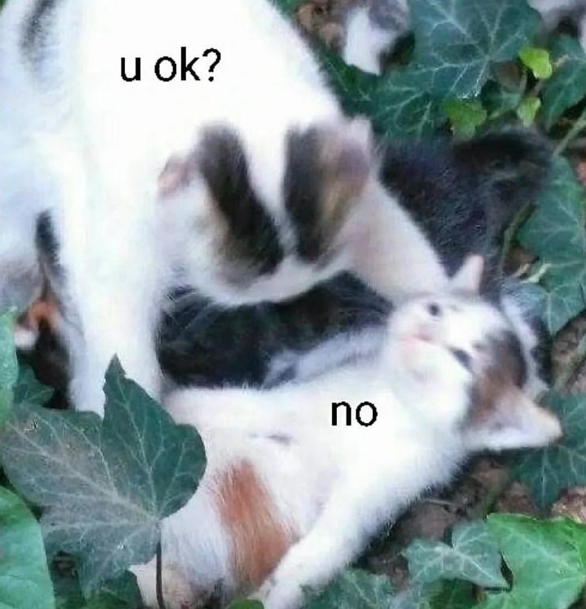 hello kitten