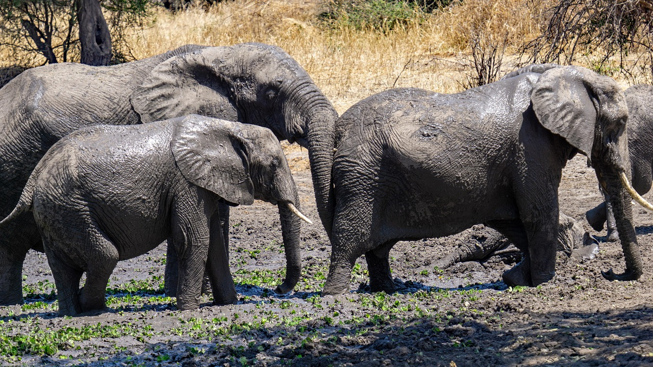 Eton Safaris