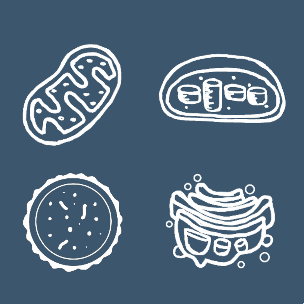 BioGuesser