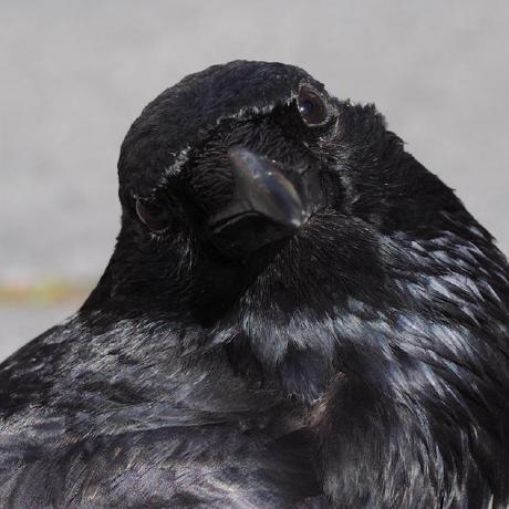 karasu.CROW