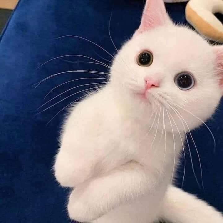 meiiie