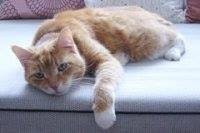 Neil Spencer Gladstone