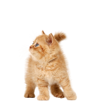 JonahNyirenda