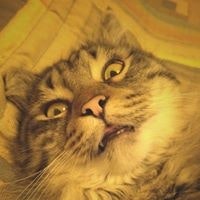 Александр Шевченко