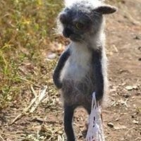 Александр Скрипник