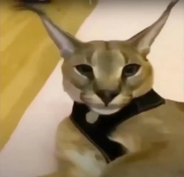 ChaosCat