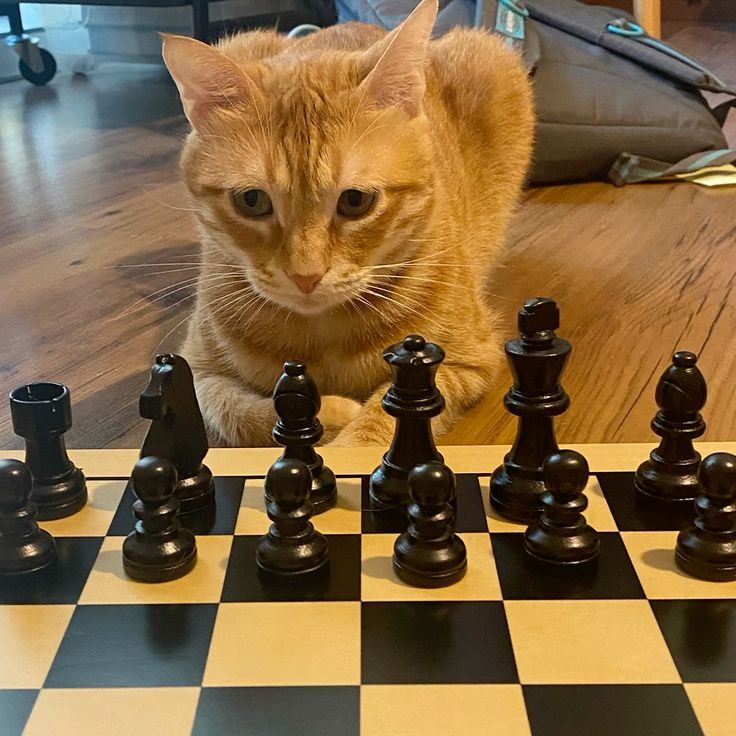 Chessroom Dev