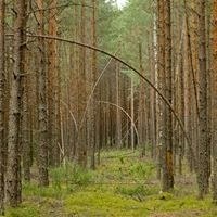 Фауна Беларуси