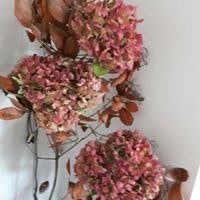 Virginie Brackers de Hugo