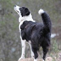 María Luisa Calleja