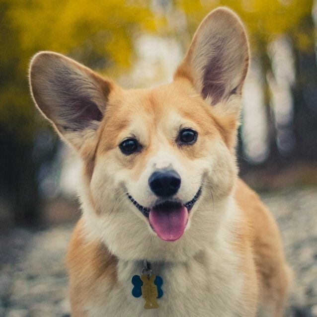 WallyTheWelshCorgi