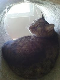 Persephone Levine-Herschberg