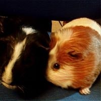 Евген Винокур