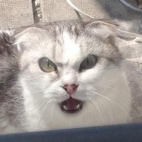 Попеску Попс