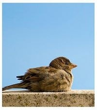 Joann Soon Mei Chuen