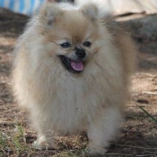 Александр Беляев