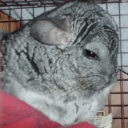 chinchilla