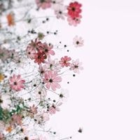 Kim Phượng Nguyễn