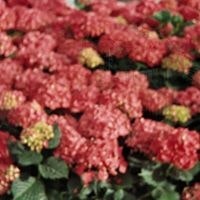 Anastassia  Gaplevski