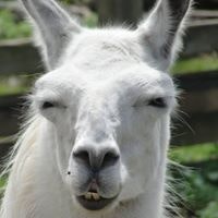 Christina Stausholm Johansen