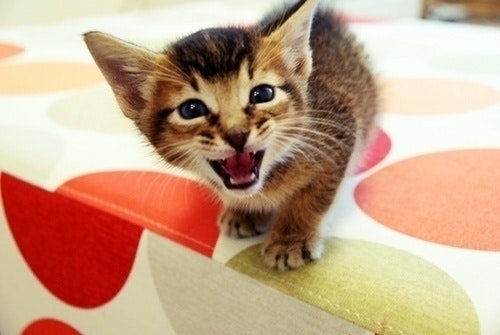 Sang Han (한상우)