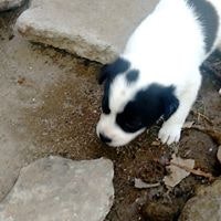 Gopinath Sivanandham