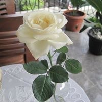 Mutiara Rachmadini Effendi