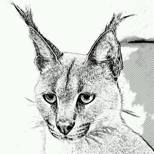 Caracal Global