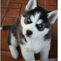 დათო აბჟანდაძე