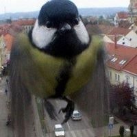 Mehmet Orkun Uçkunlar