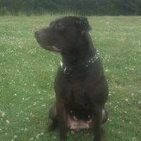 Анна Золотарева