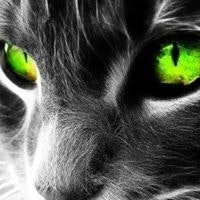 Василий Бандитов