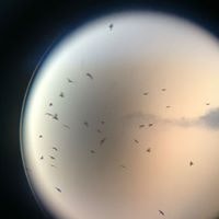 Fatma Zehra Göktaş