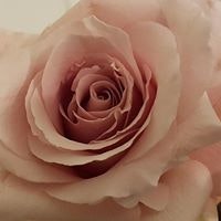 Elizabeth Miner Holloway