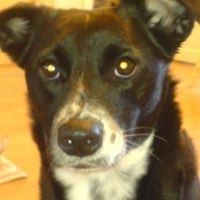 Laila Grashei-Thomas